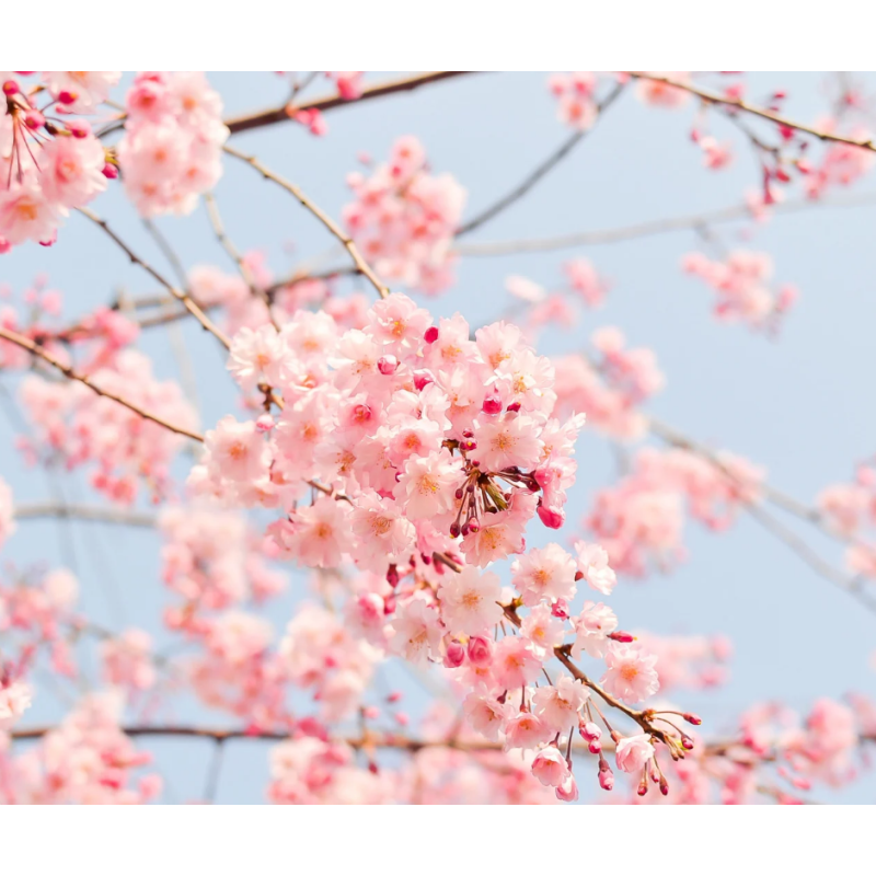 Floral Mix Fawaxjes Wax Melts (10) 