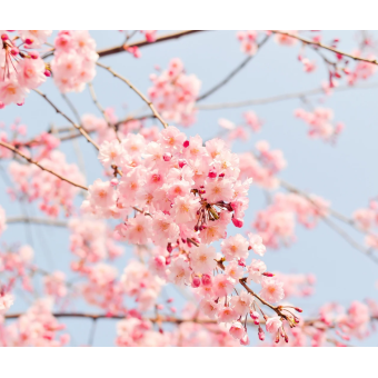 Ceras derretidas Flowery Mix Fawaxjes (10) - 14896